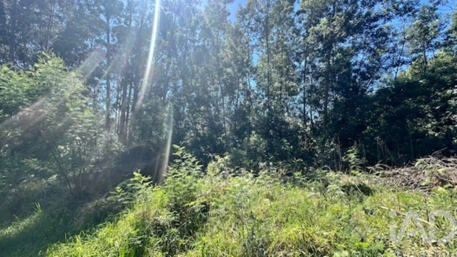 Terreno para Venda em Arco de São Jorge Foto 10