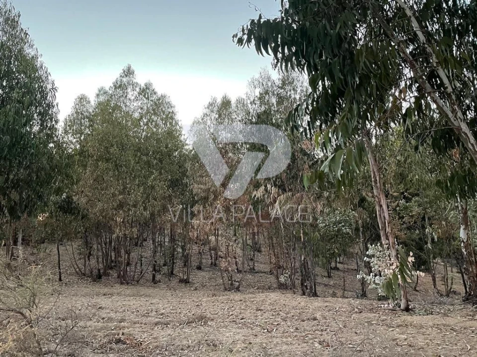 Terreno P/ Prédio para Venda em Alcains Foto 7