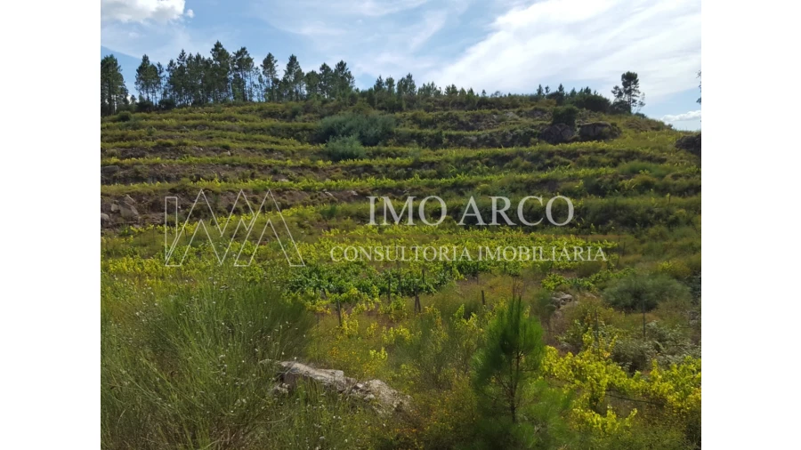Terreno Agricola ou Rústico para Venda em Atei Foto 3