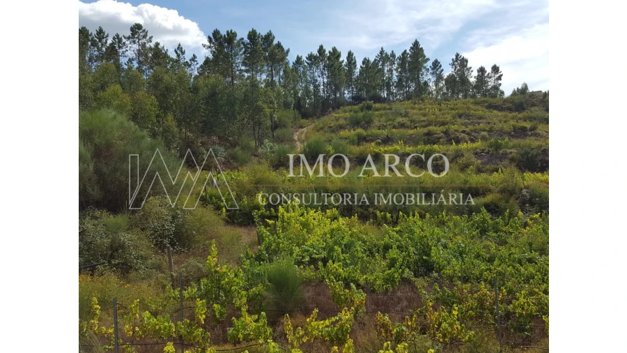 Terreno Agricola ou Rústico para Venda em Atei Foto 6