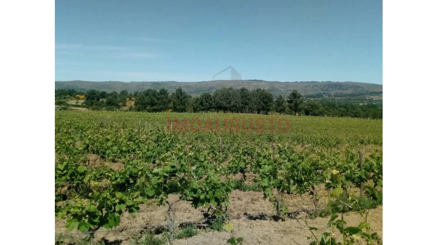 Quinta T4 para Venda em Maçal do Chão Foto 3