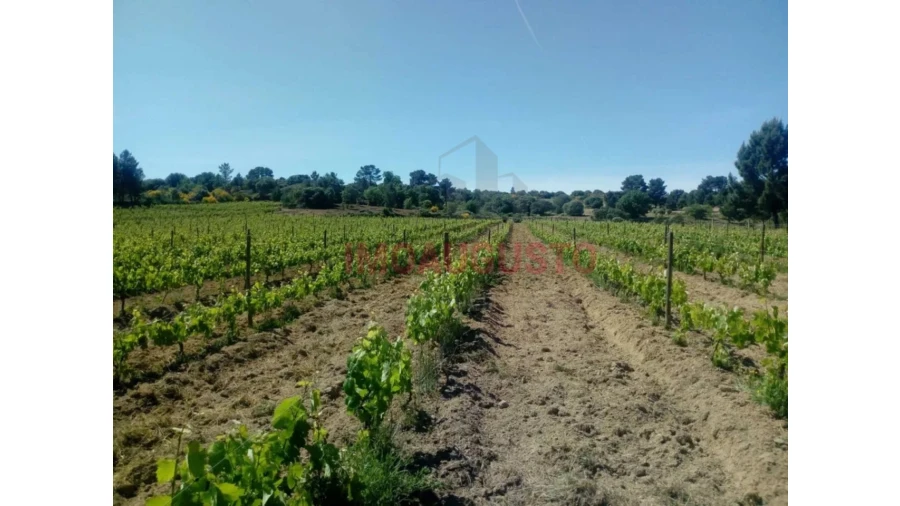 Quinta T4 para Venda em Maçal do Chão Foto 4