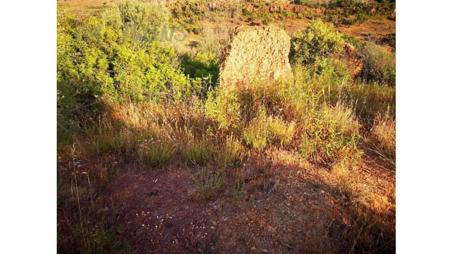 Terreno Misto para Venda em Silves Foto 5