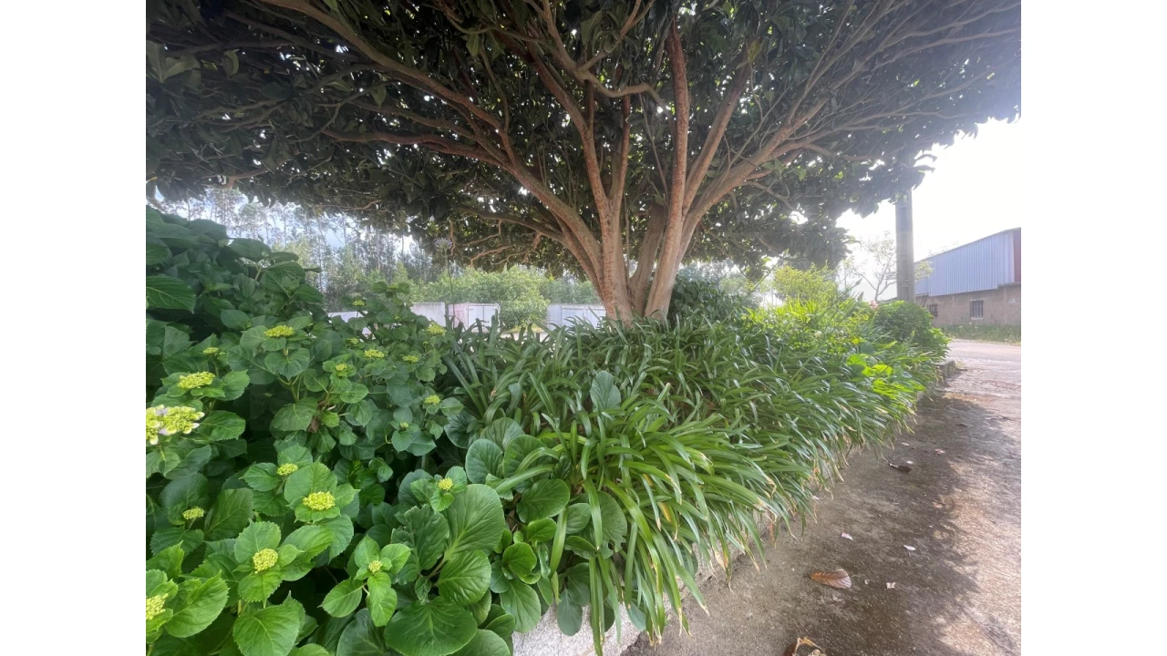 Armazém para Venda em Avelãs de Caminho Foto 2