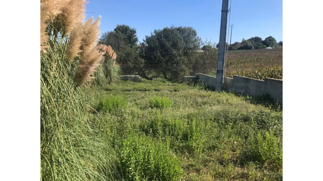 Terreno para Venda em Angeja Foto 6