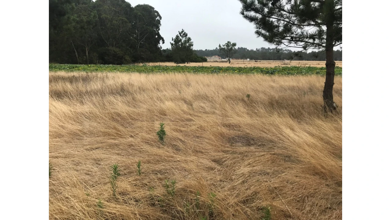 Terreno para Venda em Gafanha do Carmo Foto 3