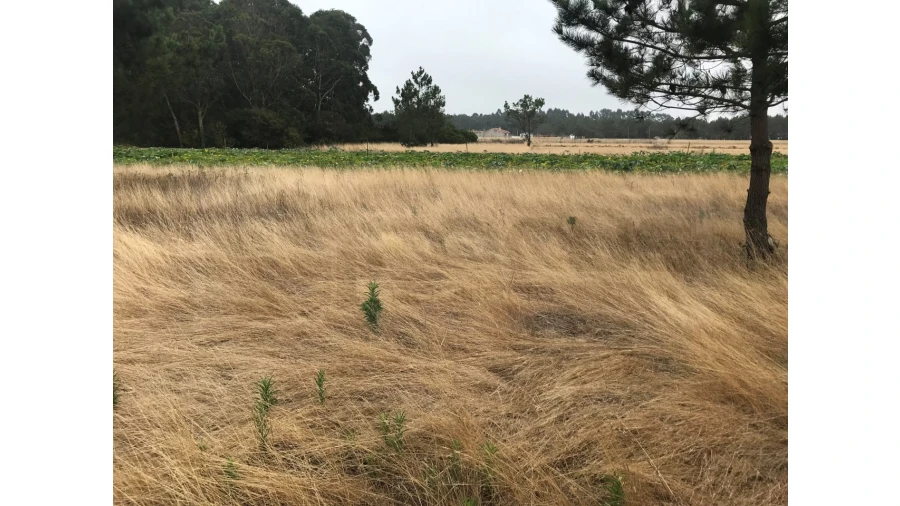 Terreno para Venda em Gafanha do Carmo Foto 3