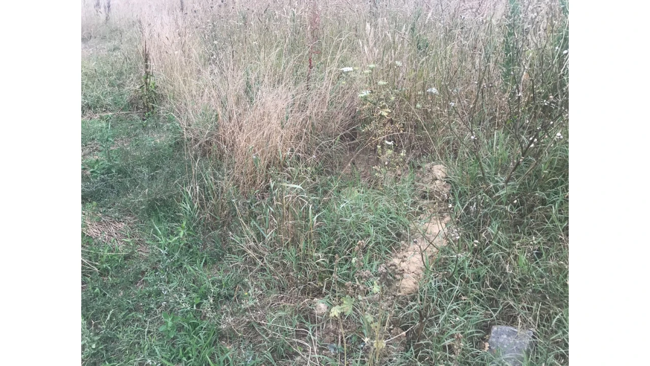 Terreno para Venda em Salreu Foto 3