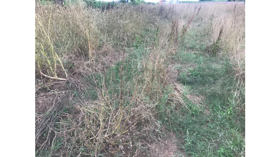Terreno para Venda em Salreu Foto 4