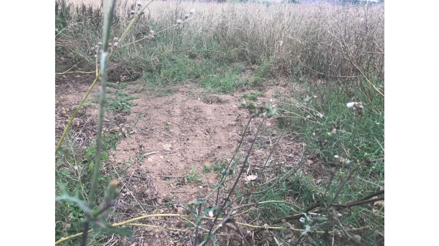 Terreno para Venda em Salreu Foto 5