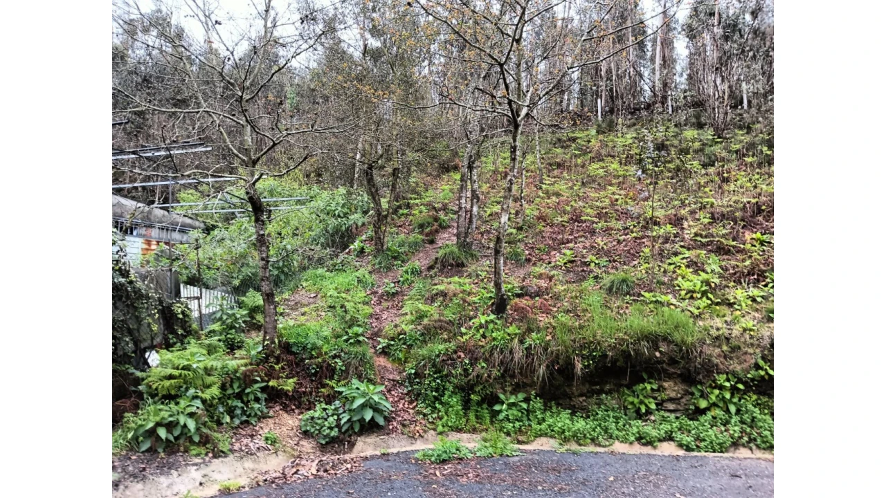 Terreno para Venda em Angeja Foto 3