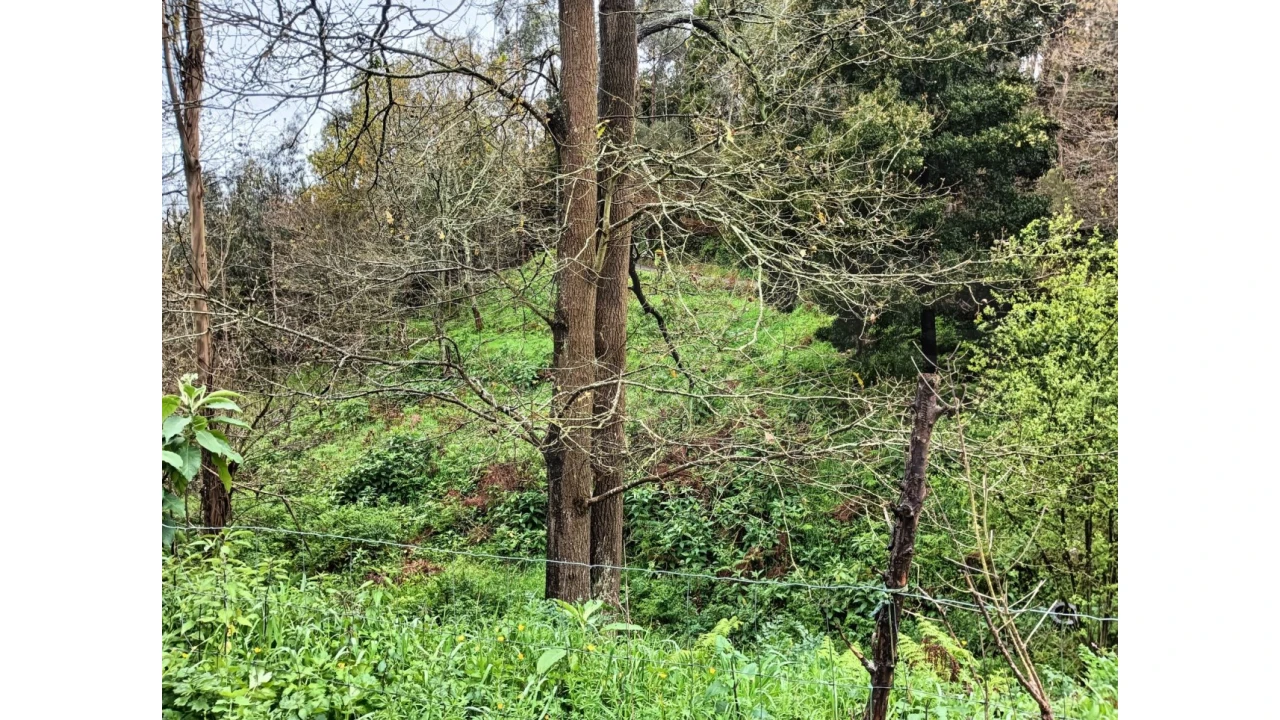 Terreno para Venda em Angeja Foto 4
