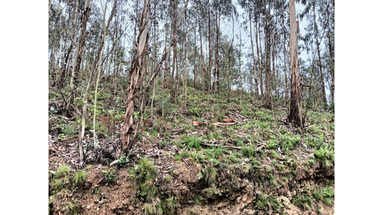 Terreno para Venda em Angeja Foto 7