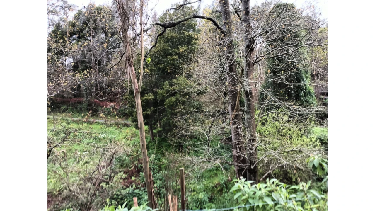Terreno para Venda em Angeja Foto 8