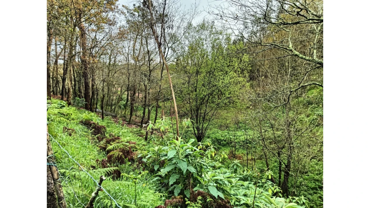 Terreno para Venda em Angeja Foto 9