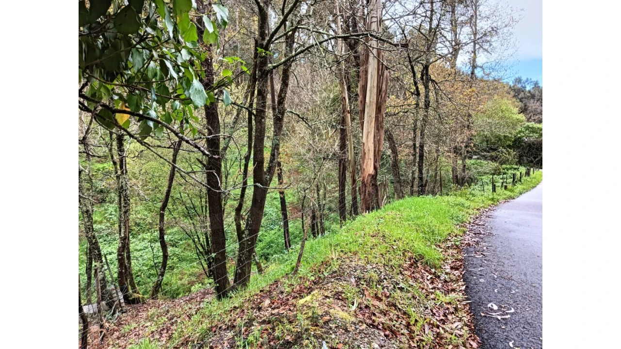 Terreno para Venda em Angeja Foto 11