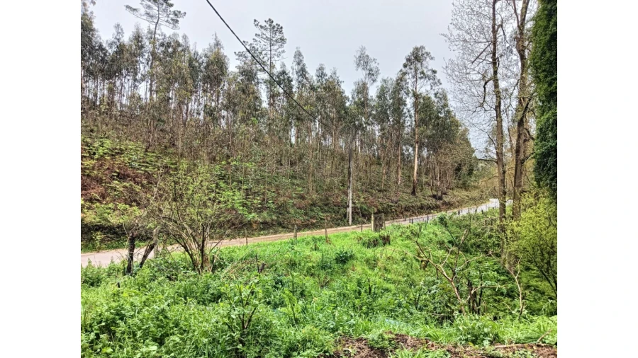 Terreno para Venda em Angeja Foto 2
