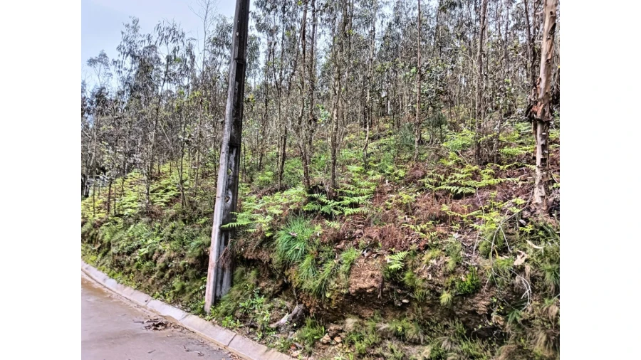Terreno para Venda em Angeja Foto 5