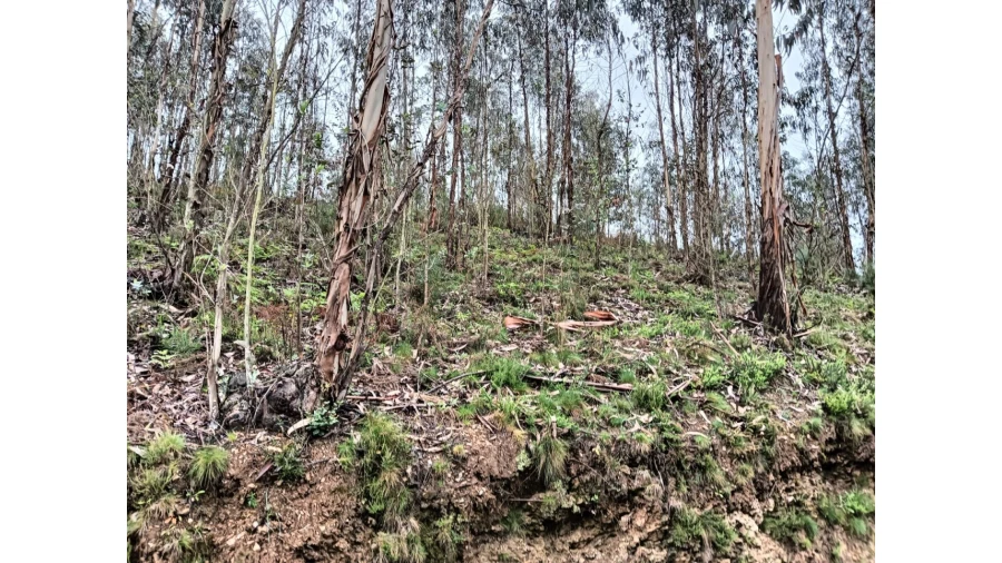 Terreno para Venda em Angeja Foto 7