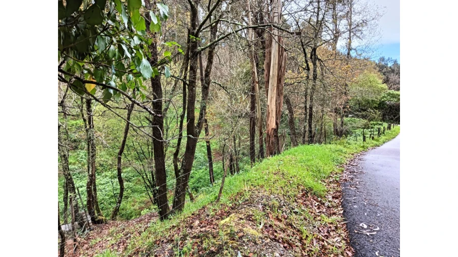 Terreno para Venda em Angeja Foto 11