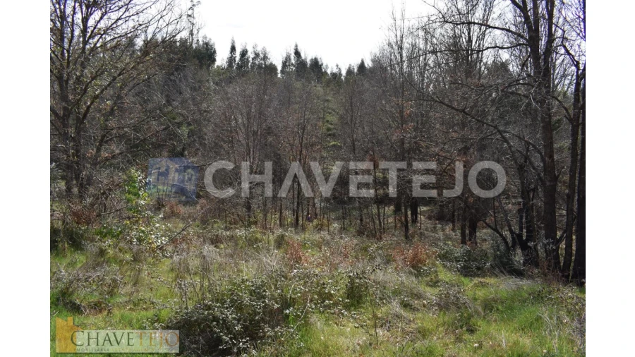 Terreno Agricola ou Rústico para Venda em Graça Foto 3