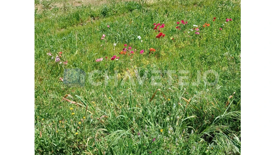 Terreno Agricola ou Rústico para Venda em Serra e Junceira Foto 7