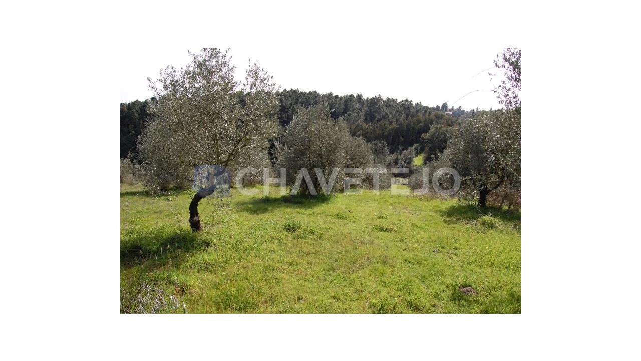 Terreno para Venda em Olalhas Foto 1