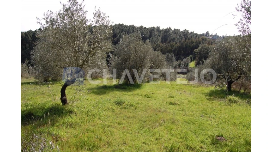 Terreno para Venda em Olalhas