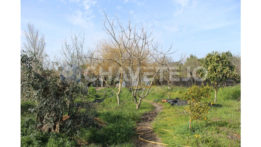 Terreno Agricola ou Rústico para Venda em São João Baptista e Santa Maria dos Olivais Foto 3