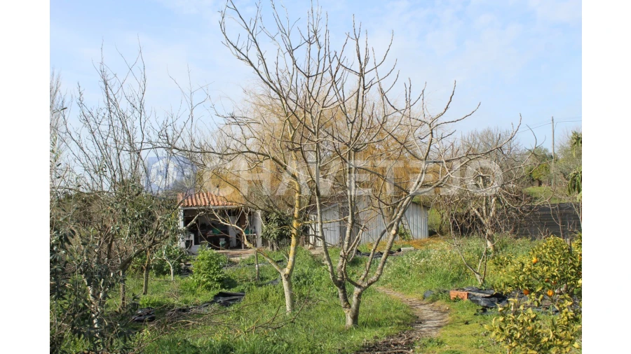 Terreno Agricola ou Rústico para Venda em São João Baptista e Santa Maria dos Olivais Foto 5