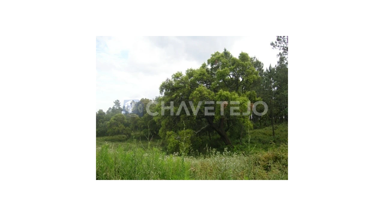 Terreno para Venda em Olalhas Foto 8