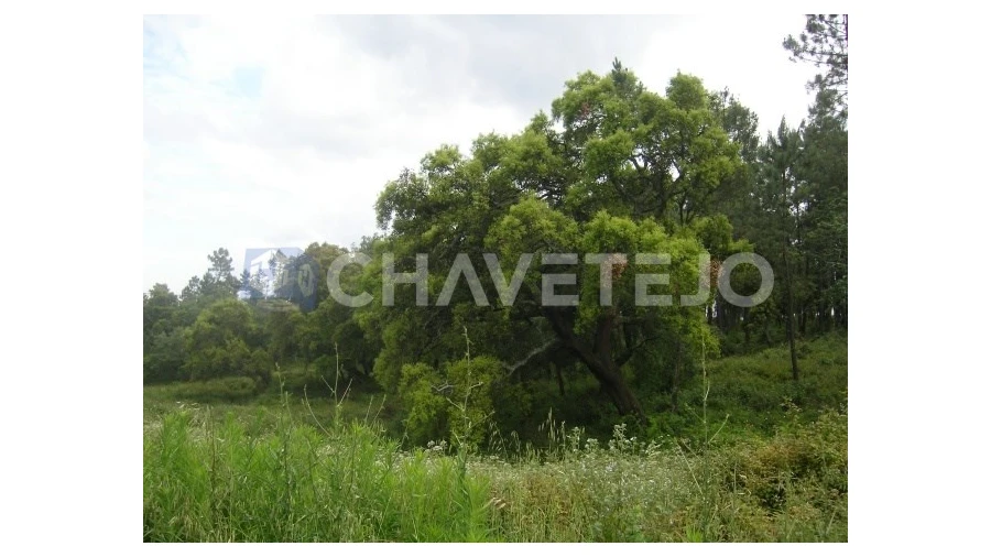 Terreno para Venda em Olalhas Foto 8