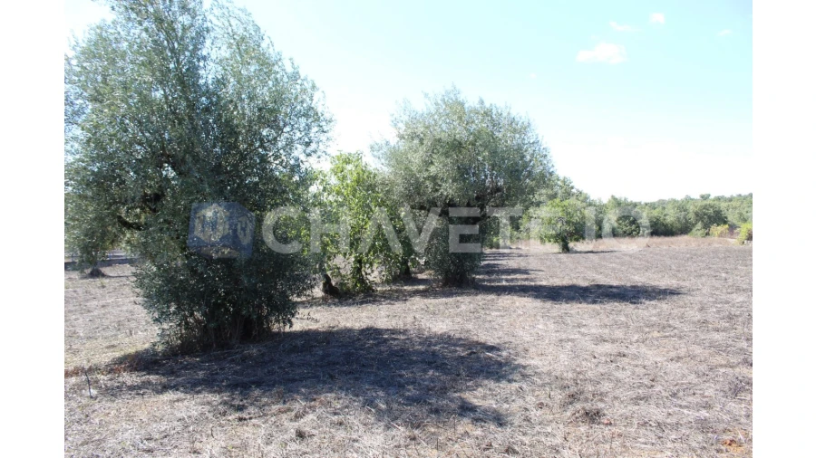 Moradia T4 para Venda em Chãos Foto 10