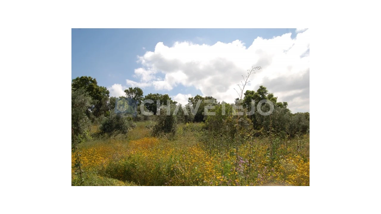Terreno Agricola ou Rústico para Venda em Olalhas Foto 2