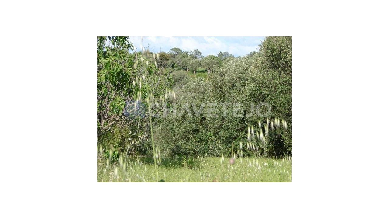 Terreno para Venda em Olaia e Paço Foto 4