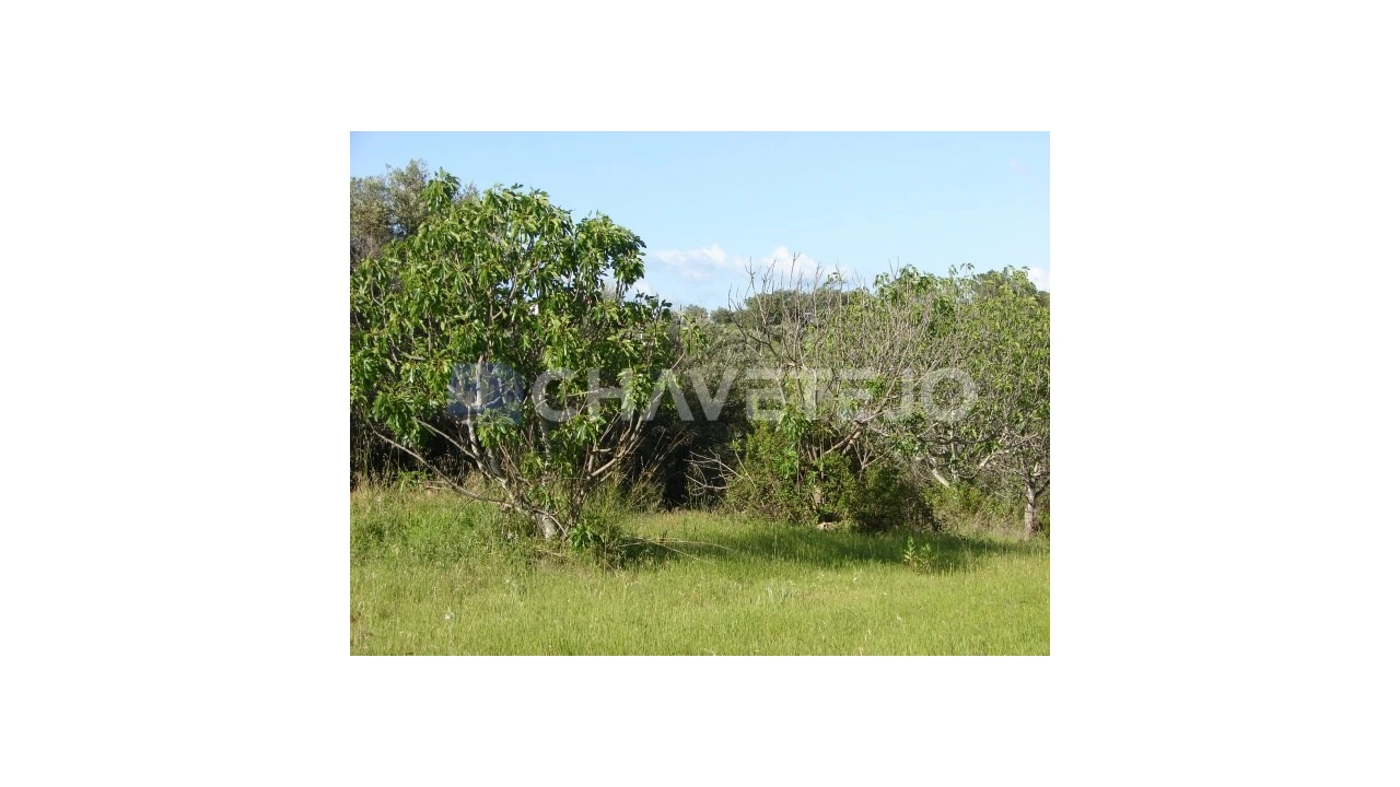 Terreno para Venda em Olaia e Paço Foto 5