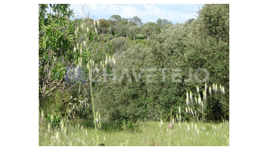 Terreno para Venda em Olaia e Paço Foto 4