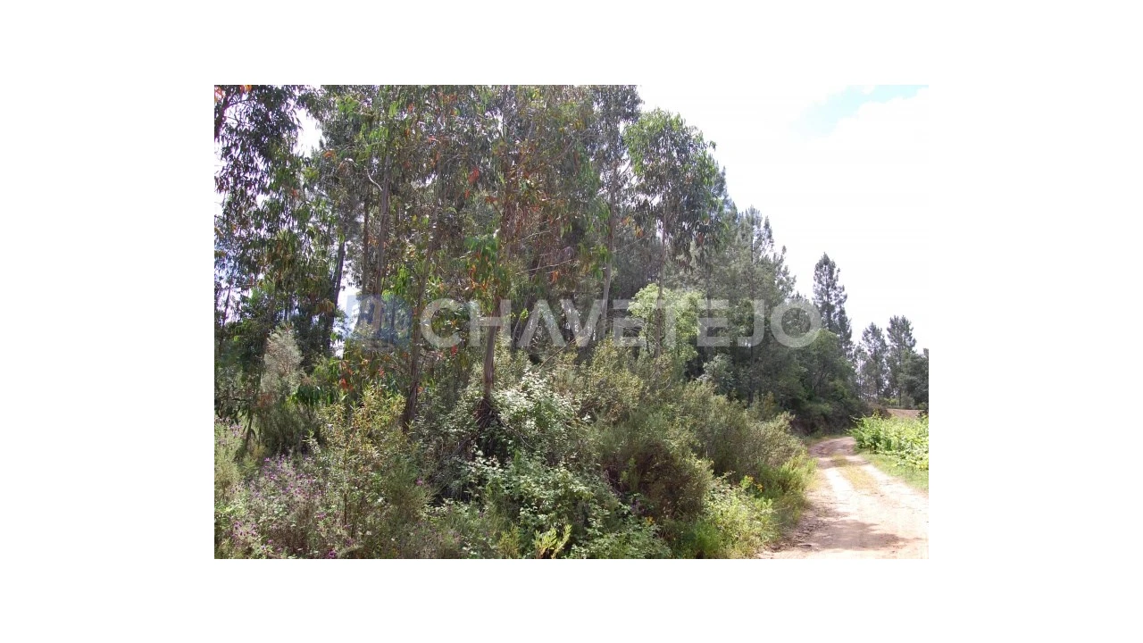 Terreno Agricola ou Rústico para Venda em Olalhas Foto 3