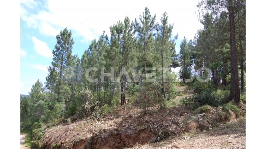 Terreno Agricola ou Rústico para Venda em Olalhas