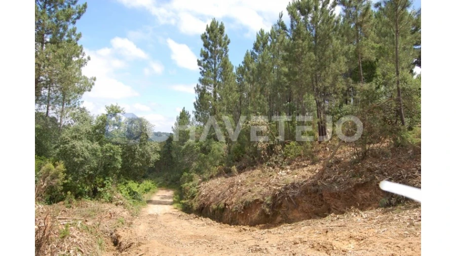 Terreno Agricola ou Rústico para Venda em Olalhas Foto 2