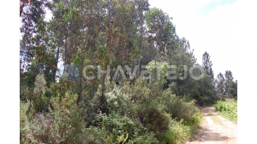 Terreno Agricola ou Rústico para Venda em Olalhas Foto 3