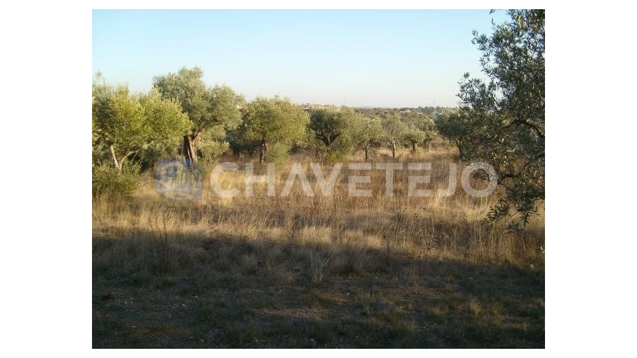 Terreno para Venda em Olaia e Paço Foto 3