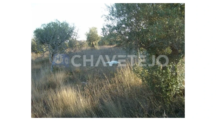 Terreno para Venda em Olaia e Paço Foto 5