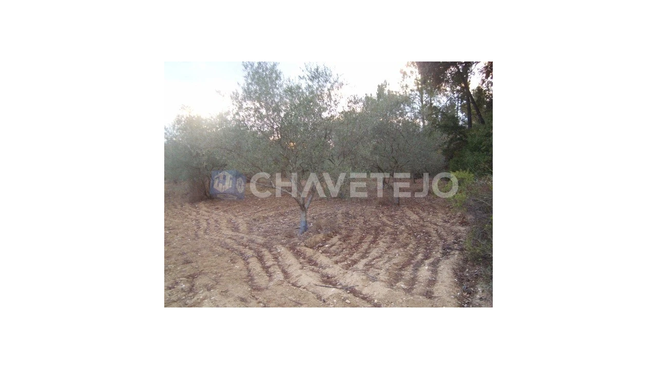 Terreno para Venda em Paialvo Foto 1