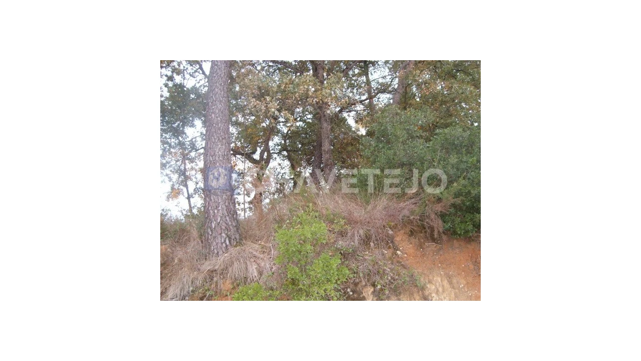 Terreno para Venda em Paialvo Foto 4