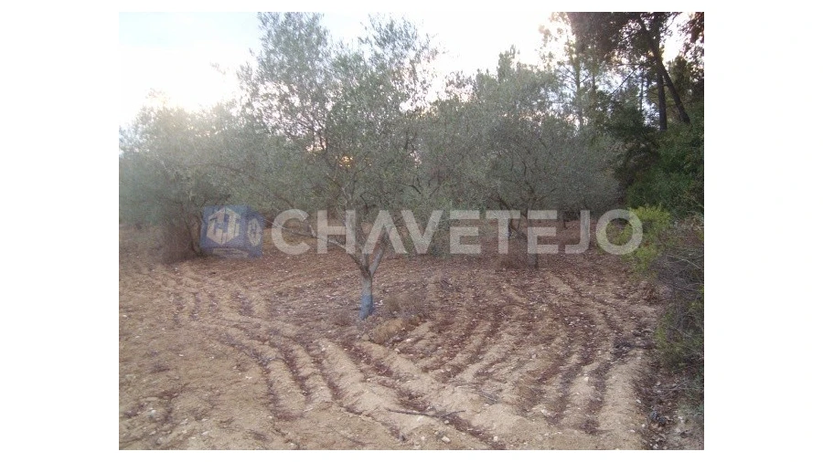 Terreno para Venda em Paialvo Foto 1