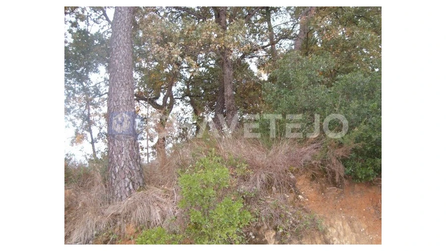 Terreno para Venda em Paialvo Foto 4