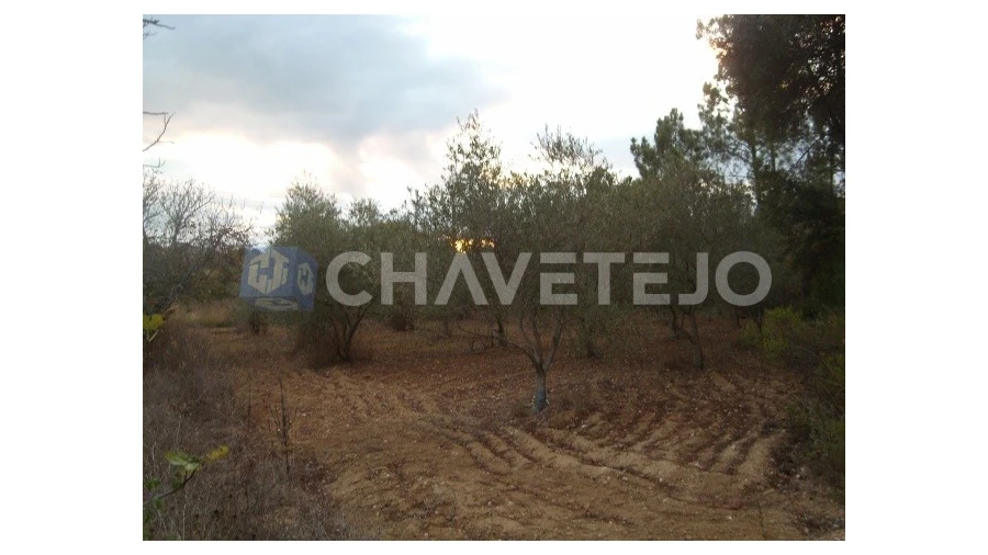 Terreno para Venda em Paialvo Foto 5