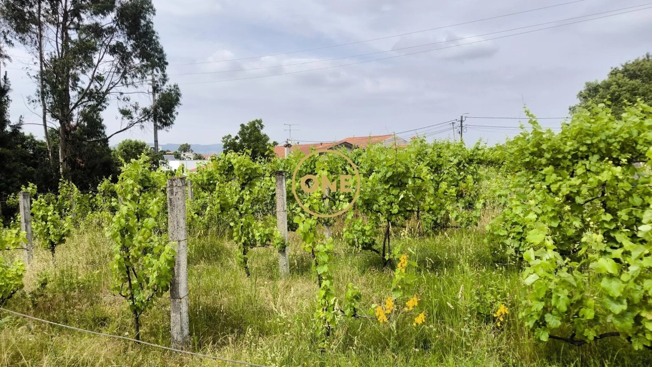 Terreno para Venda em Mogege Foto 14