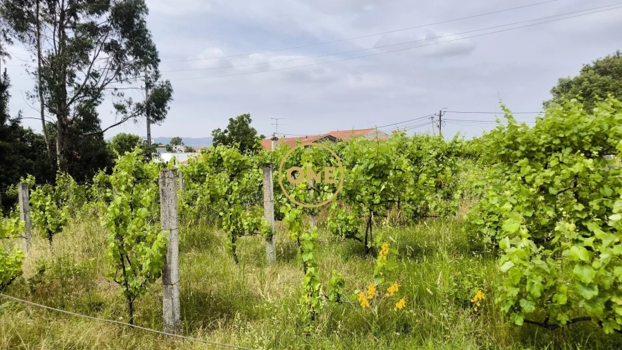 Terreno para Venda em Mogege Foto 14